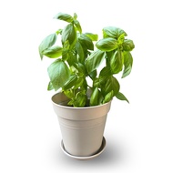Urban Thai/Sweet Basil Pots