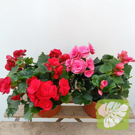 Begonia Rose 秋海棠玫瑰 Random Color IOB