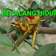 BELALANG HIDUP BESAR