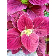 ☊☃Apple Mayana Coleus Variety Live Plant Stable Uprooted