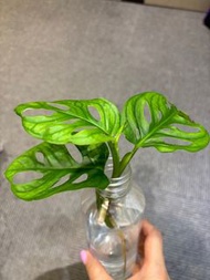 水種 仙洞 龜背竹 仙洞 龜背 Monstera Adansonii 植物 盆栽 生日禮物 入伙禮物 plant 水培龜背竹