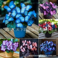 [E-commerce] Moonlight Butterfly Flower Seed Butterfly Seed Cordieria Flower Seed Courtyard Garden F