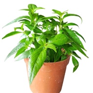 Sabah Snake Grass, 优顿草, Clinacanthus nutans