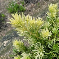 大虎斑罗汉松 Podocarpus Tiger spot  特殊品种  这个品种热爱阳光 阳光越强 呈现的颜色越漂亮 新芽呈现黄斑犹如虎斑 变化性强 叶子会慢慢由黄转绿  special variet