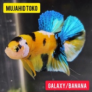 Yellow Koi Galaxy Gold / Banana Ikan Cupang Hias Jantan Betina