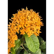 【LSG】Ixora Chinese Red | 仙丹花West Indian jasmine Live plant landscape outdoor plant