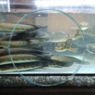 original ikan channa 21-25 cm maru yellow sentarum (red eye ) chana ys