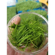 mini hair grass aquascape aquarium plants