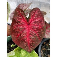 Caladium / ID : Super Red Devil / Keladi