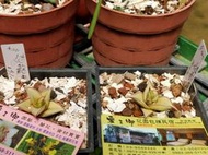 ※※蜜之鄉※※虎尾蘭-姬鮑魚錦-S. Pinguicula Var-3500元