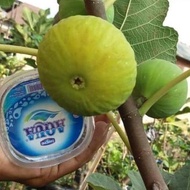 Obral Bibit tanaman buah tin jenis LSU Gold fresh cangkok