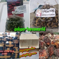 bibit polong sawit dxp calix 600