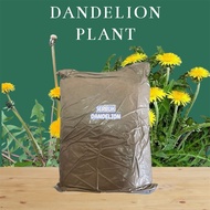 SERBUK DANDELION PLANT 100g