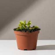 Plantsman | Venus Flytrap Dionaea Muscipula