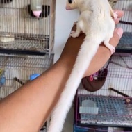 Sugar Glider Platinum Mosaic Betina Highwhite