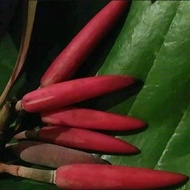 pohon kantil bunga merah / pohon cempaka bunga merah