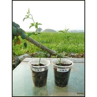 母木鳖果苗 / Gac fruit plant Female / Anak pokok Gac betina