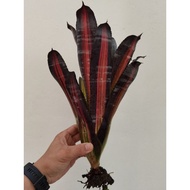 bromeliad aechmea Roberto Menescal