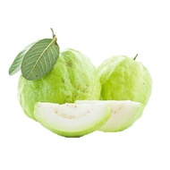 Anak Pokok Jambu Lohan