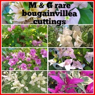 ☼ ▥ ✢ ๑ Bougainvillea cuttings (RARE VARIETIES WITH FREEBIES) not yet rooted