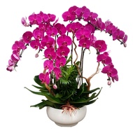 8 in 1 Phalaenopsis Arrangement with Azalea Wood in ceramic pot