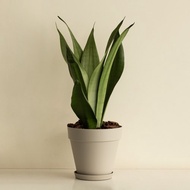 銀后虎尾蘭大型植栽