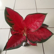 aglonema suksom jaipong - aglonema merah suksom