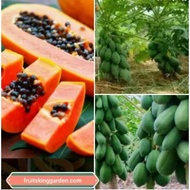 ANAK POKOK  BETIK SEKAKI /1 FEET PAPAYA HYBRID TAIWAN Buah Buahan Fruits Live Plant