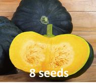 kalabasa / pumpkin / squash seeds - 25pesos per pack - condor seeds - plant seed - vegetable seeds -