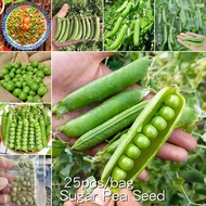*เก็บปลายทาง*‼️พร้อมส่ง 25 เมล็ด/ซอง Sugar Pea Seeds for Planting Bonsai Beans Seed เมล็ดพันธุ์ผัก เมล็ดผักต่างๆ Delicious Nutrition Vegetables Seeds ปลูกได้ทั้งปี ต้นไม้ผลกินได้ เมล็ดพันธุ์ ปลูกผัก สวนครัว เมล็ด ปลูกง่าย ปลูกได้ทั่วไทย ต้นไม้ ต้นไม้มงคล