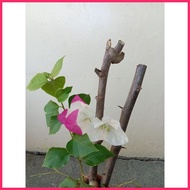㍿ ✻ ☼ Rare Bougainvillea-Mary Palmer with variation of rooted and cuttings.