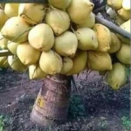 bibit kelapa hibrida kuning // kelapa hibrida kuning genjah