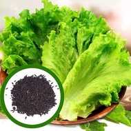 100PCS Sweet Salads Lettuce Seeds 100Pcs Benih Bunga Keladi Viral Fruit Seeds Flower Seeds Vegetable Benih Pokok Bunga Buah Benih Sayur Sayuran Bonsai Tree Live Plant Indoor Air Plants