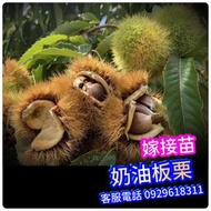 奶油板栗盆栽+6吋袋粗大苗 大果新品種Grafted Tree 已幫你養到落葉了(大.小.苗都有)黃金板栗 糖炒栗子