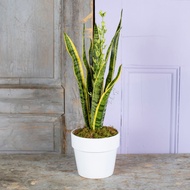 Snake Plant Sansevieria ( 2-3Leaves ) with FREE plastic pot ( indoor and outdoor Plant , real Plant,