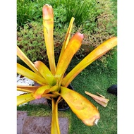 Bromeliad Orange Hawaii Aechmea ( Orange Hawaii)