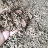 mantab!! sphagnum peatmoss bs4(raw) termurah