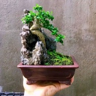 Bat Trang ceramic mini bonsai pot, size 16cm long, 13cm wide, 5.5cm high