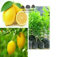 Bibit Jeruk Lemon