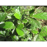 Tsaang Gubat leaves(100pcs.)