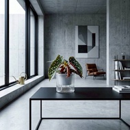 白冰秋海棠  免澆水盆栽 室內植物 觀葉植物  禮物 辦公室小物