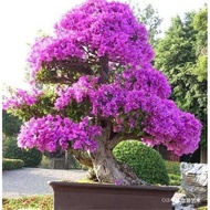 100% Factory Direct Supply Bougainvillea Seed(100 Seeds)Beautiful Flowers Real Potted Live Plants fo