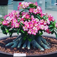 bibit tanaman adenium bunga pink bonggol besar bahan bonsai kamboja