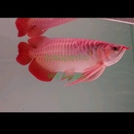 ikan arwana super red 30cm kualitas