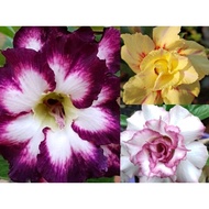 🇲🇾✨Anak pokok Bunga Adenium Obesum沙漠玫瑰花幼苗Thailand富贵花‼️NoFREE FlowerPot