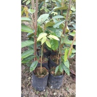 Pokok Durian Musang King (D197) Raja Kunyit