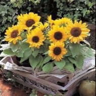 Dwarf Sunflower Seed / Benih bunga matahari kerdil - King