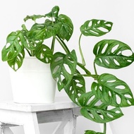 Monstera Adansonii / Adanson's monstera / Swiss cheese plant / Five holes plant