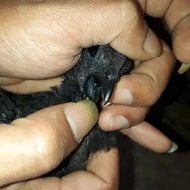 Anak Ayam Cemani Asli Lidah Hitam - Ayam Cemani Lidah Hitam Bekasi