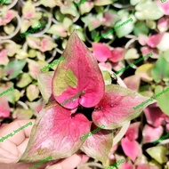 Caladium Dwi Warna Culture / Caladium Dwi Warna Kultur